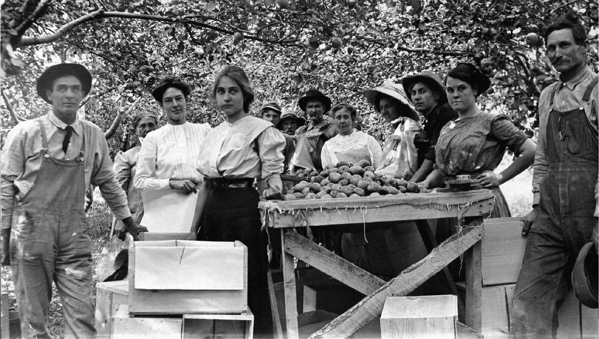 Black and white photo of men and women standing around table after picking apples. Circa 1900.