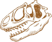 Simple drawing of an Allosaurus skull
