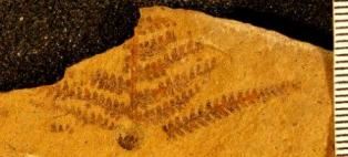 Small image of a fossilized fern.