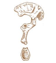 Graphic of a bone in the shape of a question mark.