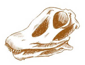 Graphic of skull of Apatosaurus dinosaur.