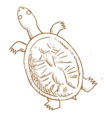 Graphic of a small turtle known as Glyptops plicatulus.