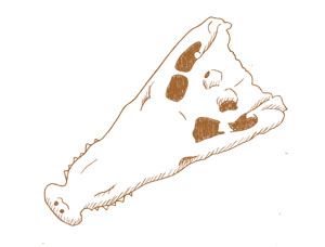 Graphic of skull of an ancient type of crocodile called Goniopholis.