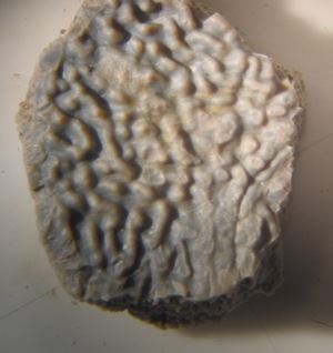 Close up image of a fossil of a Glyptops plicatulus scute.