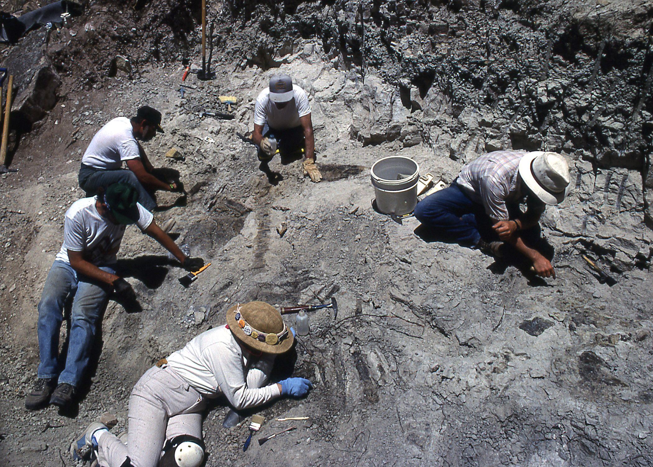 Color photo of a group of people on the ground excavating a stegosaurs skeleton. Circa 1992.