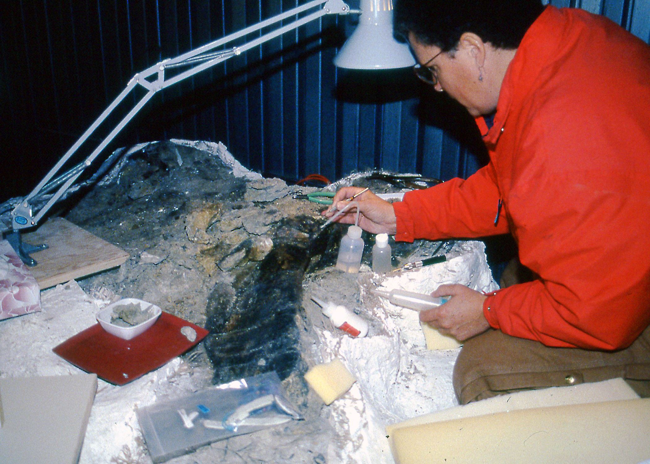 Color photo of a woman in a lab doing prep work on the stegosaurus fossil. Circa 1992.