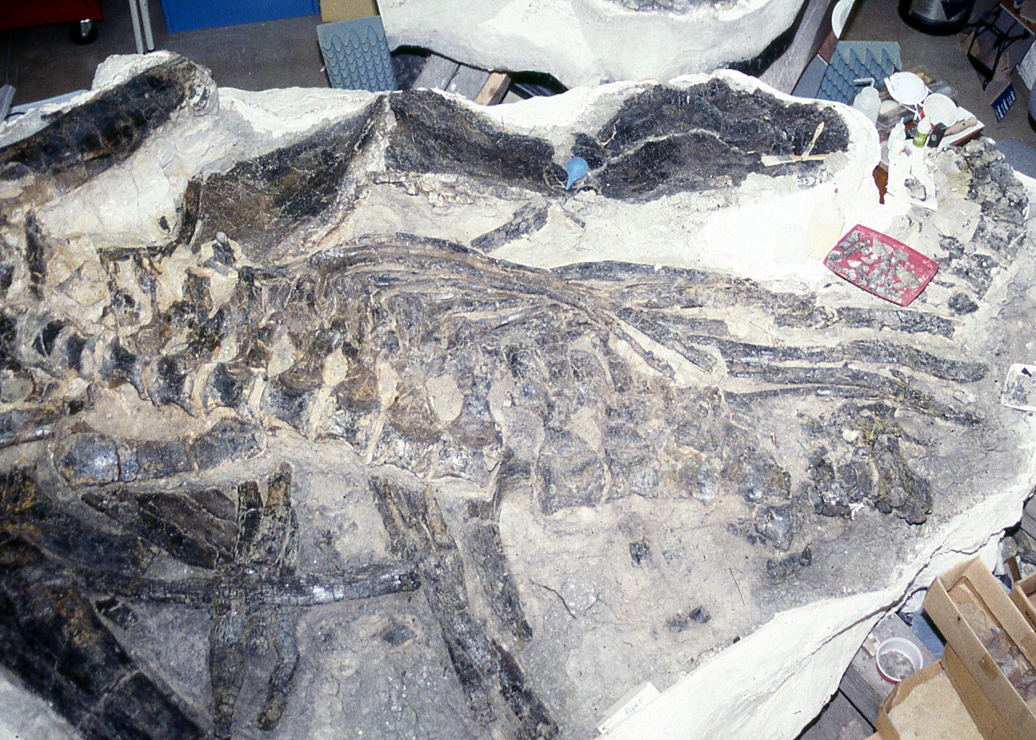 Color photo of exposed stegosaurus fossils in a jacketed cast. Circa 1992.