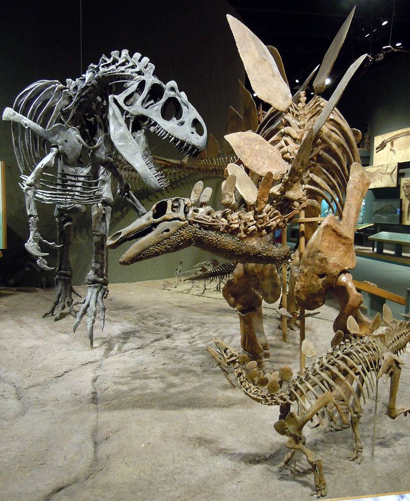 Color photo from Denver Museum of Nature and Science of their display of the Small stegosaurus.